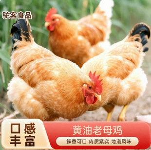 �F�����r�r��ɢ�B���u�S����ĸ�u���r�F���ߵ��u�����u����