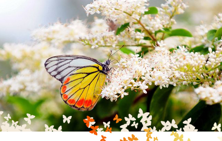 PT7公分-阿里详情页_01