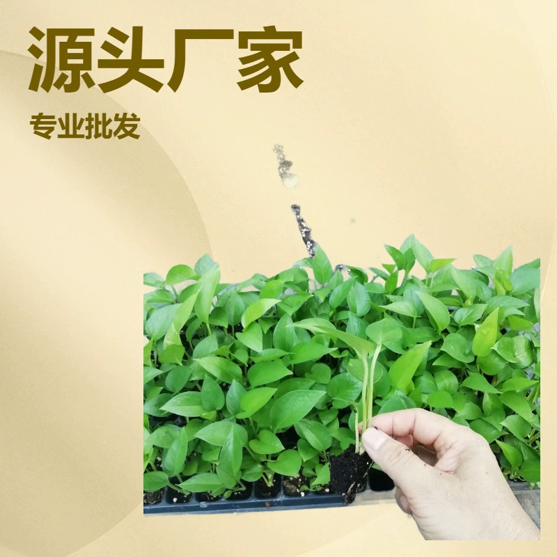 В дополнение к запаху источник производителей большое количество рассады цветов оптом Крытая листва мелкий лист зеленая Роза рассада 100 растений