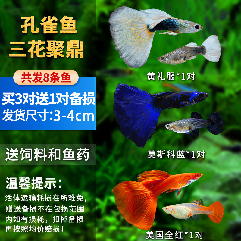孔雀鱼精品小鱼缸观赏鱼好养耐活热带鱼活鱼天空蓝小型小鱼苗|undefined