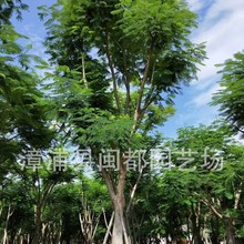 �P��ľ�������l �t����е���  �e��ͥԺ�쾰 Ҏ���Rȫ ����ă�