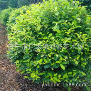 �Ռ������S������V�|��ľ�@�־��^�S�����L��������������ֲ��