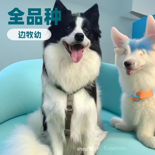 ߅����Ȯ���w���ﹷ���ڰ׽�ɫ�Eʯ߅������Ȯ�����o�lȮ����Ȯ