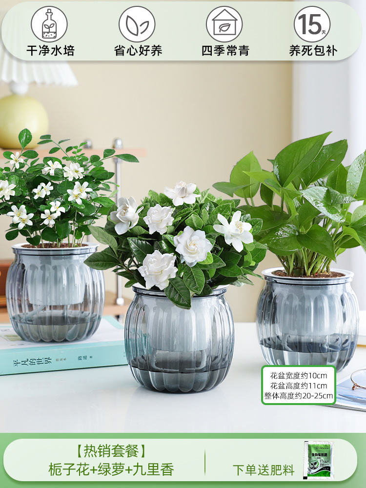 [인기 패키지] 치자나무 + 포토스 + 구리샹