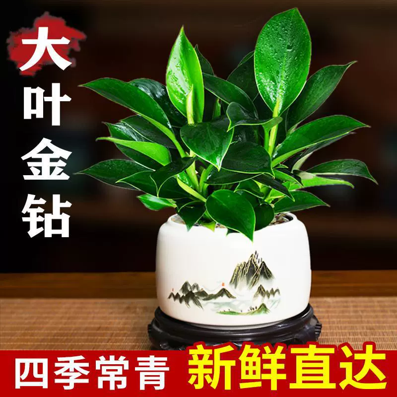 Зеленая растение принцессы в горшке с золотым бриллиантом, комнатное растение для очистки воздуха, всесезонное вечнозеленое растение, настольное, легкое в уходе, маленькое растение в горшке