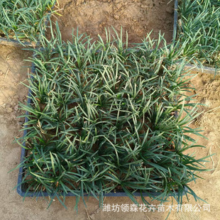 Wholesale Dwarf Ophiopogon Japonicus, Yulongcao, Dwarf Ophiopogon Japonicus Square Plate, Qingzhou Greening Cultivation of Fine-Leaf Ophiopogon Japonicus, Dwarf Ophiopogon Japonicus