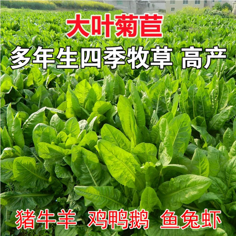 Семена цикория крупнолистовой многолетний кролик трава свинья Крупный рогатый скот рыба курица утка гусь люблю есть разведение Four Seasons кормовые семена