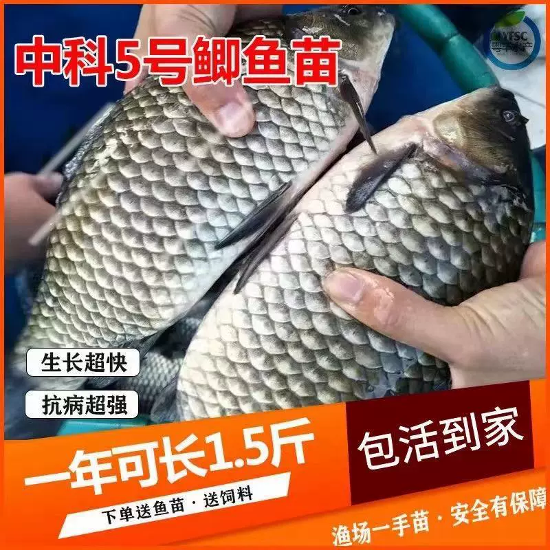 Сычуаньский большой выбор золотистого карася Zhongke No. 5 проект карась Xiangyun карась с высокой спинкой для пресноводного разведения оптом