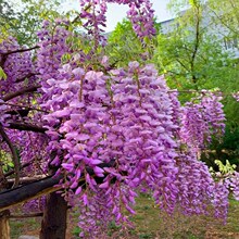 ���ٻ���������ֲ��ͥԺ�����ļ��_�����Ի���Gֲ������������ľ