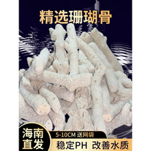 天然珊瑚骨滤材珊瑚石鱼缸过滤材料净化水质造景培菌稳定值