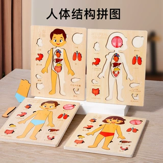 儿童科学启蒙人体器官结构拼图解剖骨骼认知早教身体内脏拼板玩具