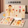 启蒙人体骨骼身体拼图