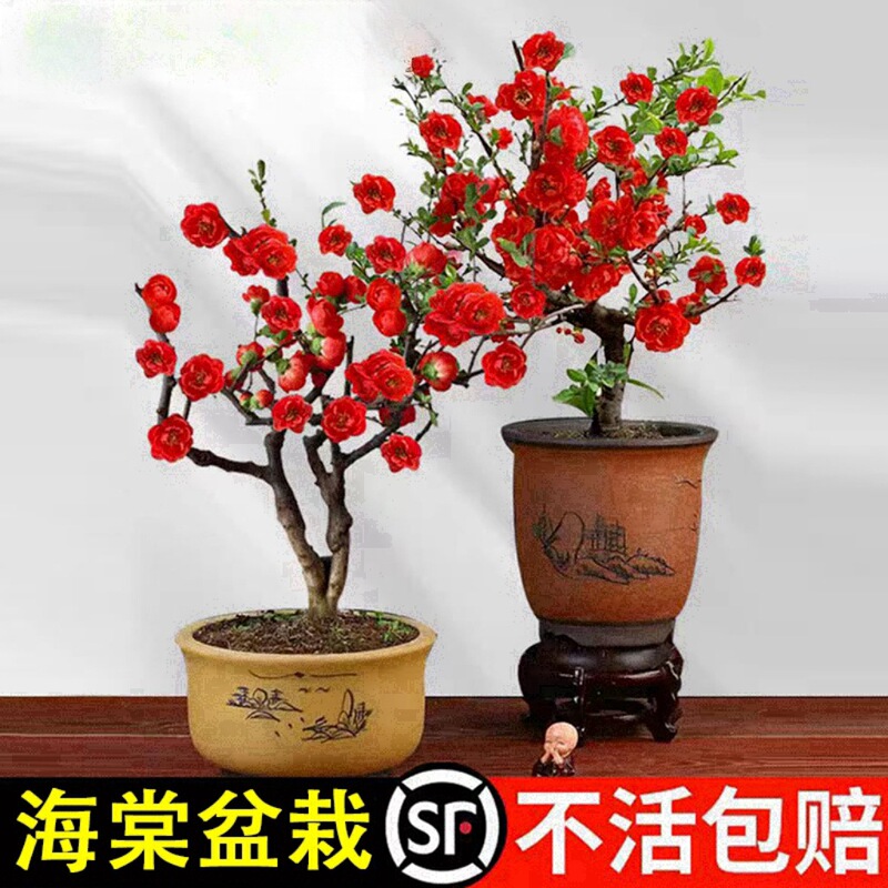 Begonia Flower Potted Saplings, Courtyard Old Piles, Indoor Double Flower Bonsai, Blooming in All Seasons, Cold-Resistant and Easy to Feed Plants Begonia Flower Potted Saplings, Courtyard Old Piles, Indoor Double Flower Bonsai, Blooming in All Seasons, Cold-Resistant and Easy to Feed Plants