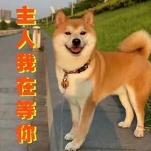纯种柴犬幼犬超萌小幼崽柴犬活体黑柴赤柴白柴犬豆柴宠物