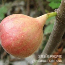 �o�������� ɰ�ǟo�����������Ե��ԟo�������Ϸ������Nֲ����