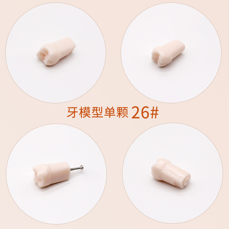 Práctica dental resina de partículas dentales dispersa simulación de partículas dentales de resina dientes aislados dientes enteros 28 / 32 partículas dentales