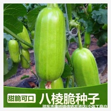八棱脆瓜种子大全可生吃青龙菜瓜西葫种籽孑原装种子大全批发代发
