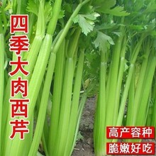 ļ۷Nˬ۲˷NӴﲥ߮ą߲˷N