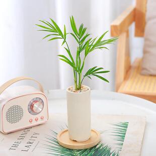 Pocket Coconut Mini Plant Small Rich Coconut Potted Green Plant Office Sunflower Foliage Small Bonsai