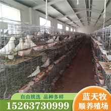 肉鸽养殖场出售美国落地王种鸽 白羽王鸽繁殖能力强的肉鸽价格
