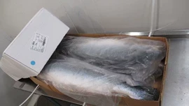 鱼类;虾类;贝类