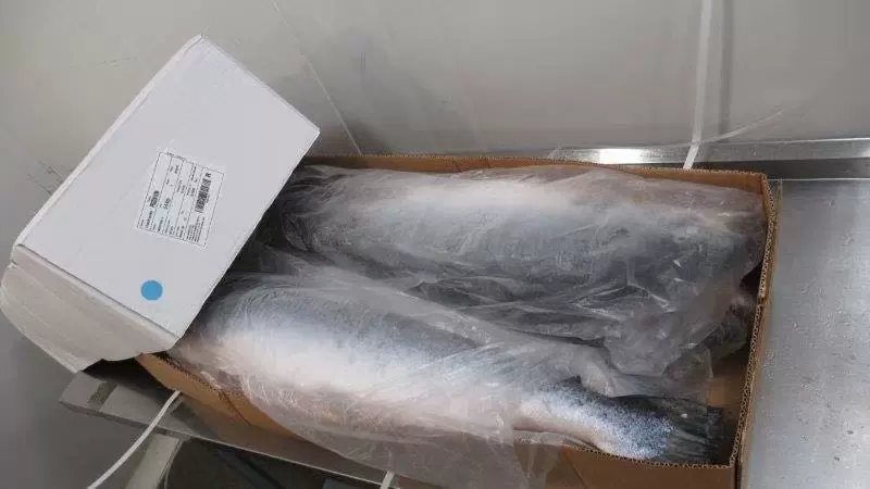 智利冷冻三文鱼大西洋鲑鱼6-8公斤一条4条一箱