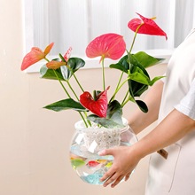 懒人透明花盆自动吸水水培土培绿植绿萝花盆懒人盆水培盆栽免浇水