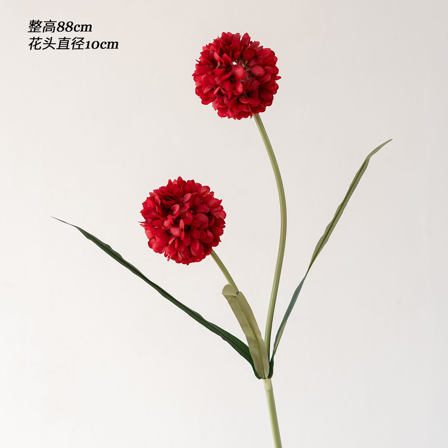 红色皮管葱球1枝