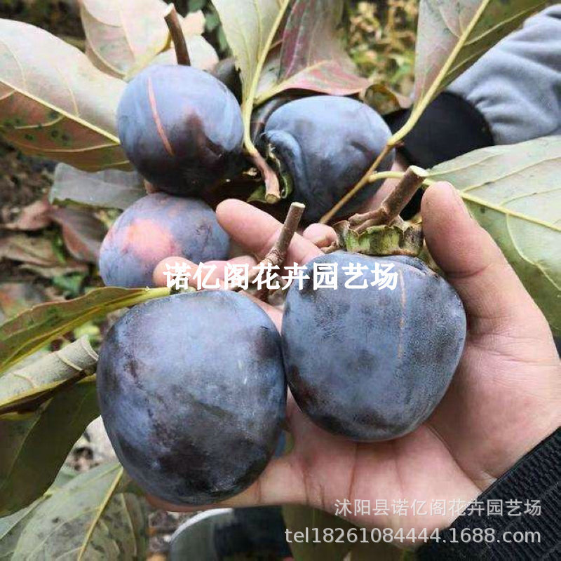 黑柿子树苗特大巧克力甜柿子苗脆柿子北南方种植柿子树庭院果树苗
