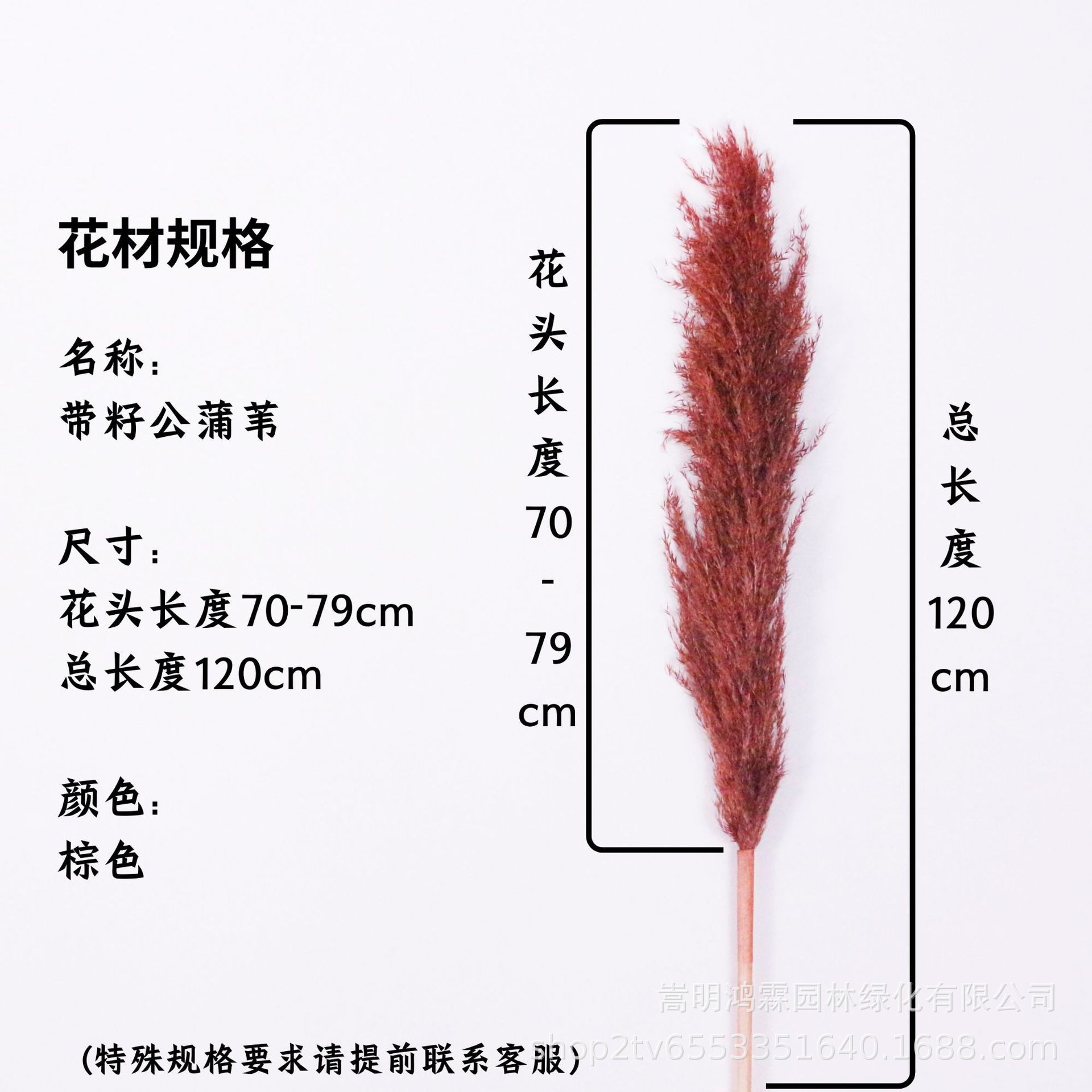 갈색 꽃 머리 70-79cm