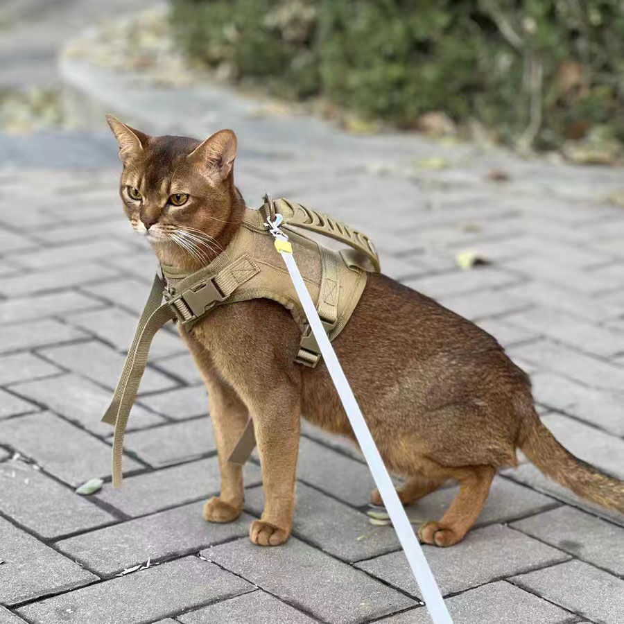 카키색 고양이 옷