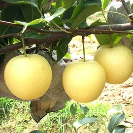 乔木;种子;园林果树