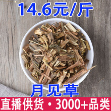 月见草 黄花月见草 夜来香批发代发