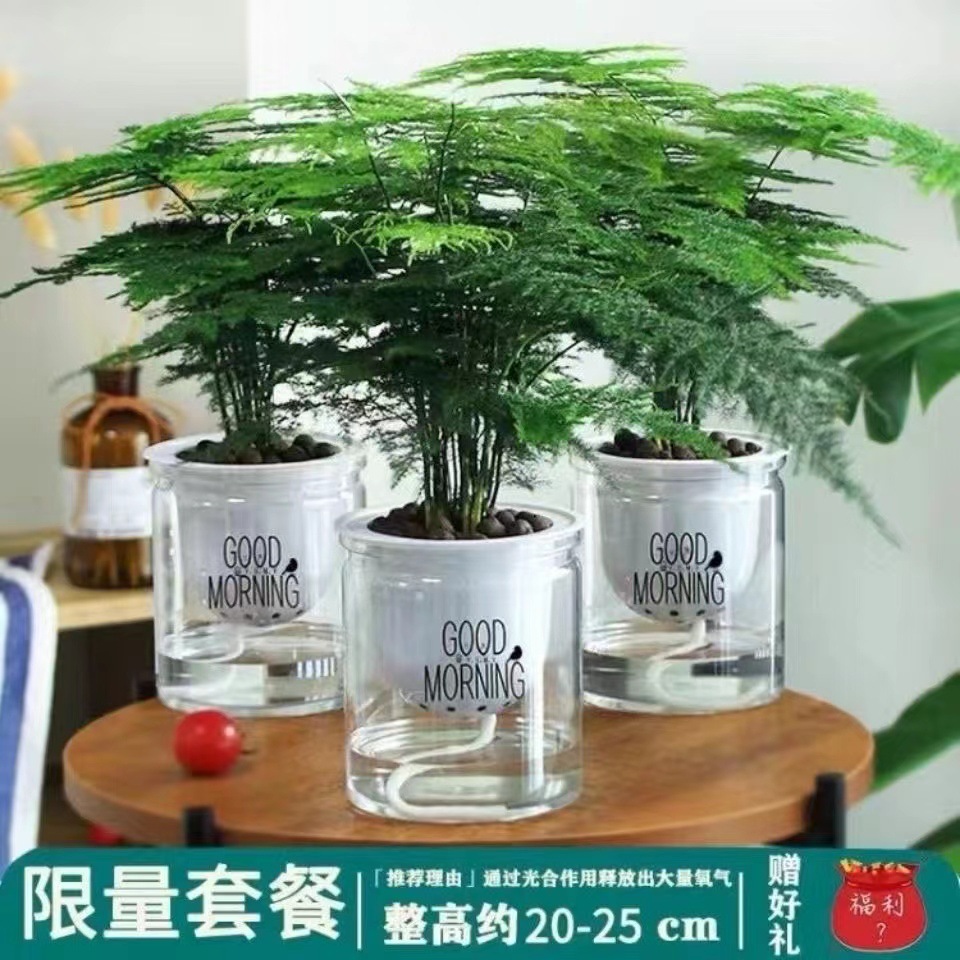 Planta decorativa de bambú en botella de vidrio, hidroponía con pino y nubes, ideal para sala de estar u oficina