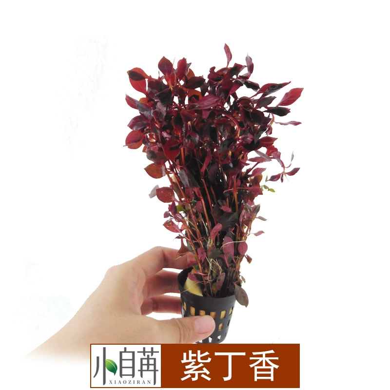 Сирень Водная Трава Жить Оптовая Аквариум Пейзаж Реальная Водная Трава Украшение Аквариум Часы Задний Вид Трава со Стеблем