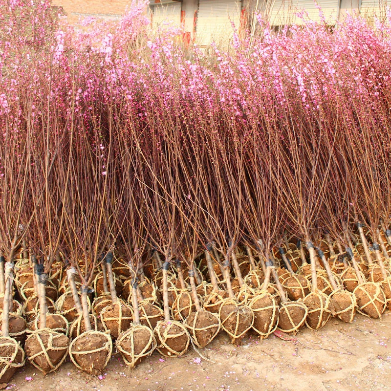 Сливовые саженцы из листьев вяза с крупным цветком, гипсофила, персиковые саженцы с двойным лепестком, саженцы из красного вяза, подходят для посадки северо-югурских деревьев.