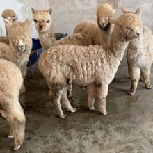 寵物羊駝多少錢哪有羊駝養殖場 澳洲羊駝活體批發價格