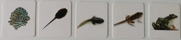 Cards, frog