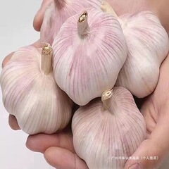 【大蒜头】2025新干大蒜干蒜新干蒜头紫白皮今年新干大蒜0.5-5斤