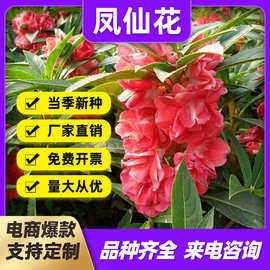 厂家批发重瓣凤仙花种子指甲花花籽庭院绿化工程花海景四季开花