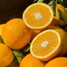 秭归九月红脐橙湖北橙子果冻橙脐橙新鲜水果批发当季鲜果整箱包邮