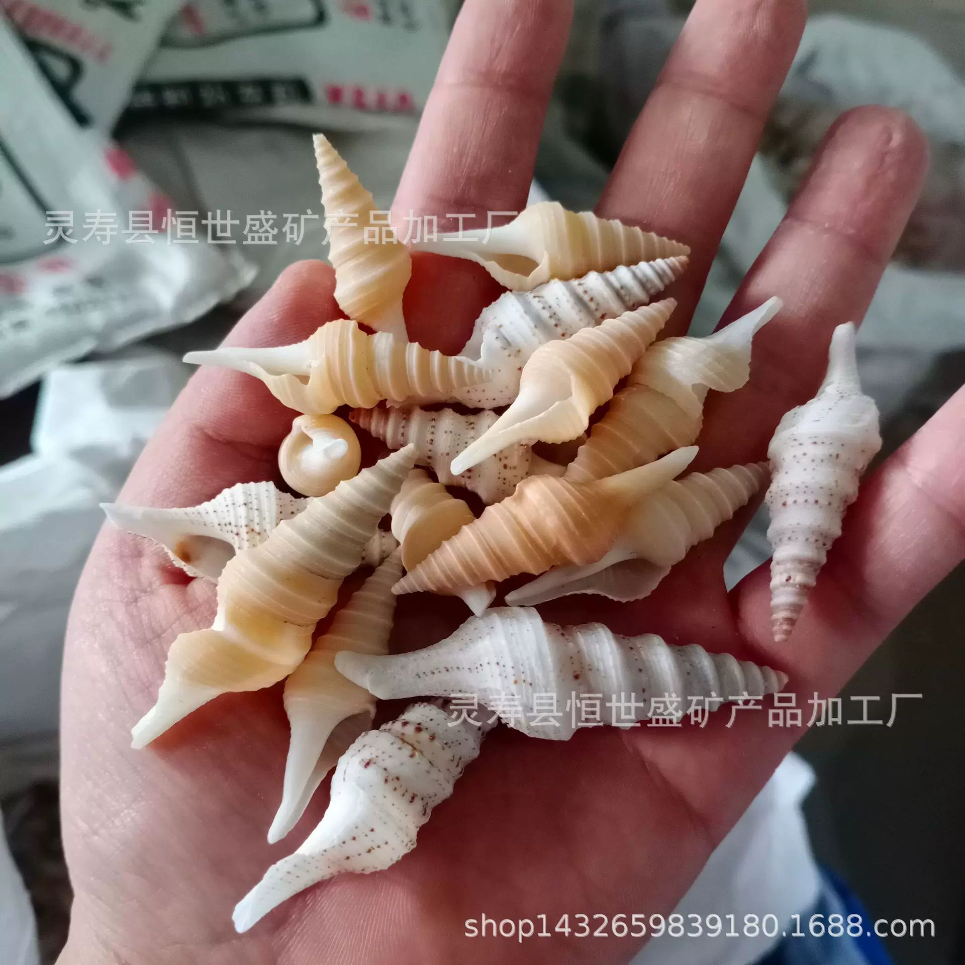 厂家促销贝壳海螺海星各种小海螺贝壳创意DIY工艺品鱼缸造景装饰