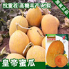 Cantaloupe seeds melon seed melon seed melon seeds Vegetable vegetables wholesale vegetable seeds and vegetable seeds