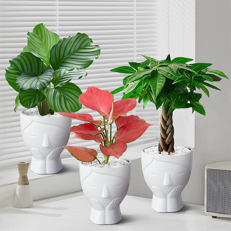 【淑女盆】办公室内桌面绿植小盆栽植物懒人好养易活四季吸甲醛