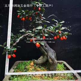 老桩盆栽盆景有挂果老鸭盆景树苗可嫁接枝条金弹子柿子树观果带果