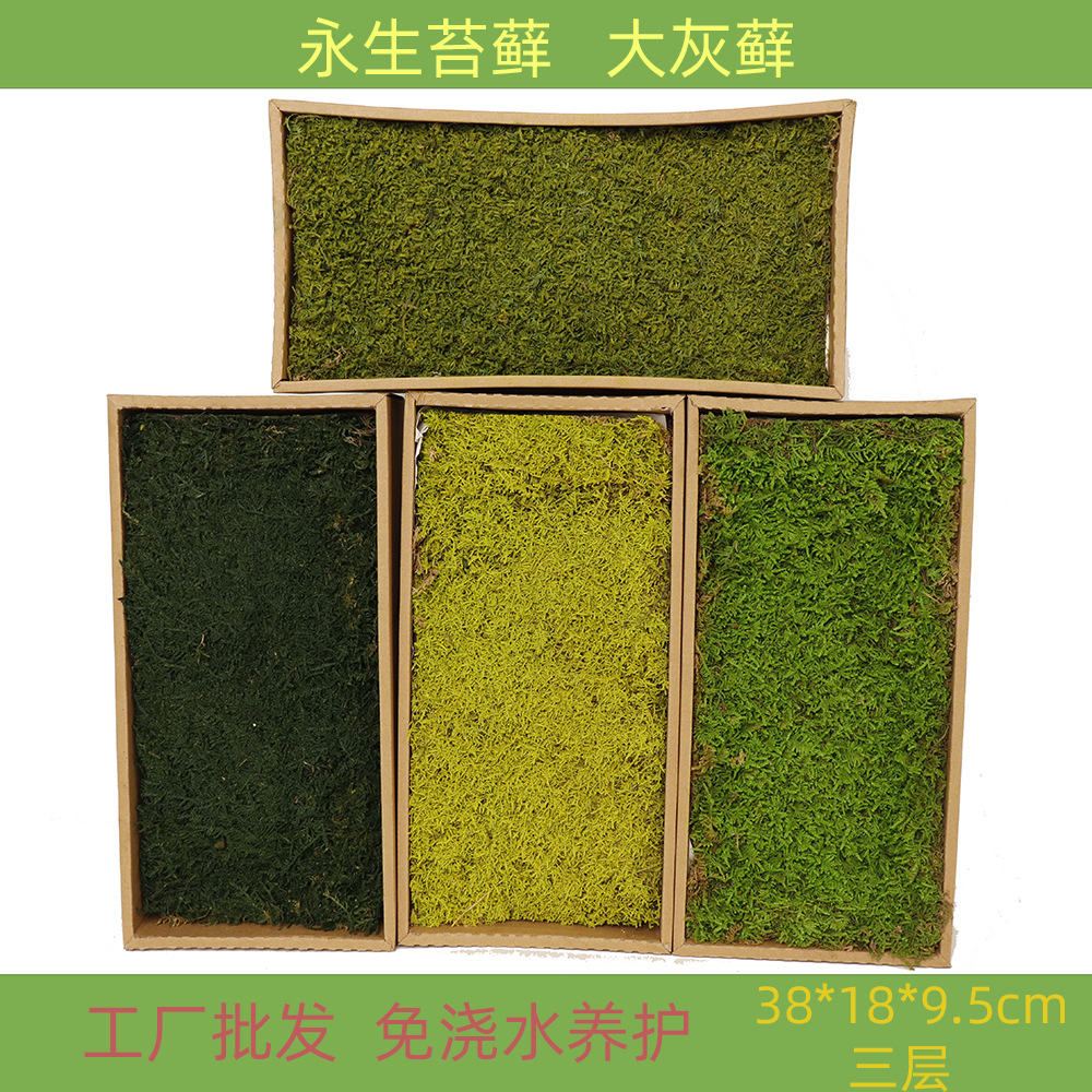 Inmortal musgo gris grande vegetación musgo seco paisaje decoración musgo césped verde planta pared de fondo de flor seca