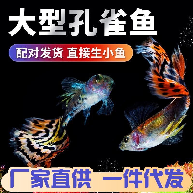 孔雀鱼活鱼热带观赏鱼活体小鱼鱼缸淡水冷水好养耐活斑马鱼苗凤尾