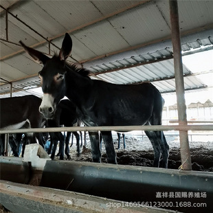 ��ϸ���С�H�x�Bֳ ���������H���^�H�r�� �����H���^�H���H��