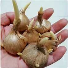 药用藏红花种球盆栽耐寒耐冻花卉番红花种子苗室内室外药材种植苗