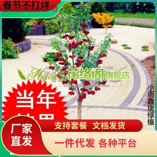 �t�������� ��Ʒ�N�t���u�Ĭ�觼t�������Ʒ�N����B��ɽ���